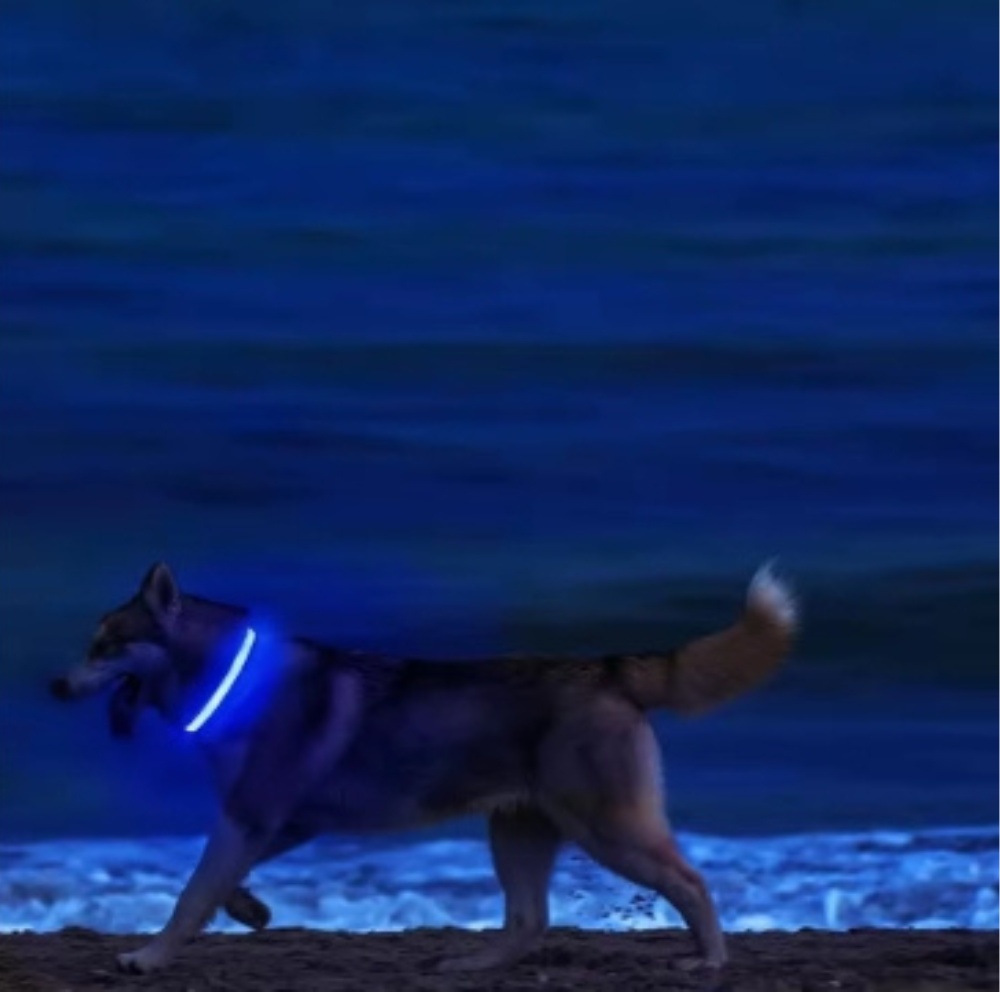 GlowGuard Hundehalsband